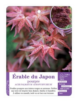 ACER PALMATUM ATROPURPUREUM voir Érable du Japon pourpre (*)