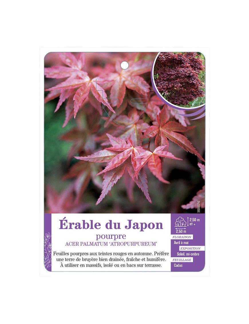 ACER PALMATUM ATROPURPUREUM voir Érable du Japon pourpre (*)
