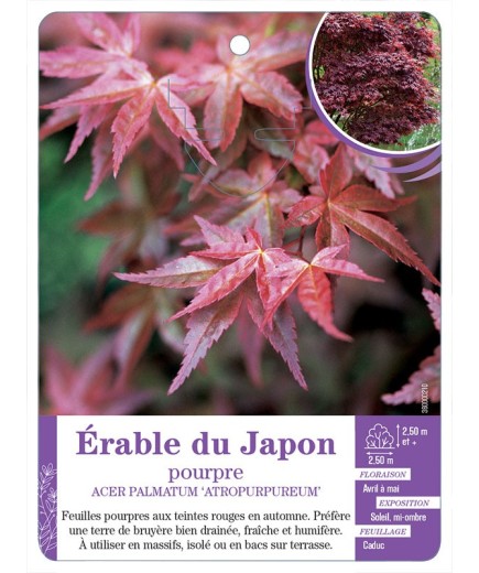 ACER PALMATUM ATROPURPUREUM voir Érable du Japon pourpre (*)
