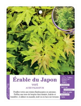 ACER PALMATUM voir Érable du Japon vert (*)
