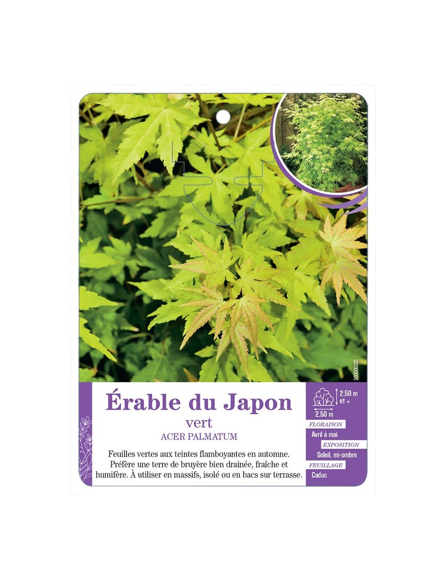 ACER PALMATUM voir Érable du Japon vert (*)