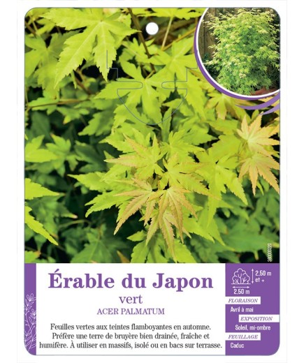 ACER PALMATUM voir Érable du Japon vert (*)