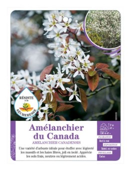 AMÉLANCHIER DU CANADA