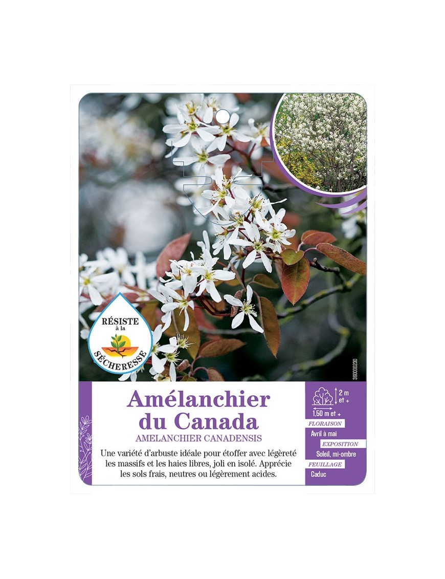 AMÉLANCHIER DU CANADA