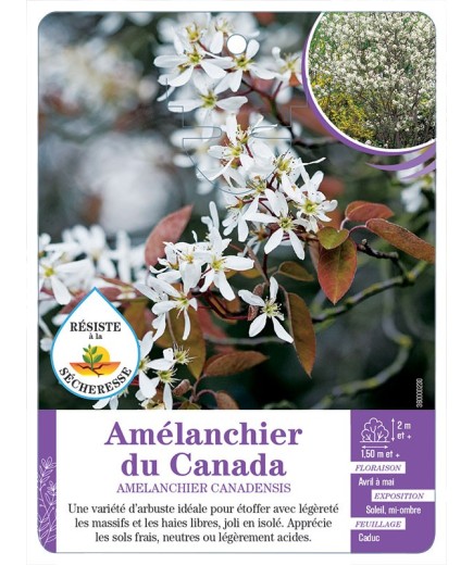 AMÉLANCHIER DU CANADA