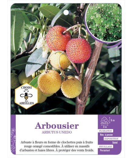 ARBUTUS UNEDO voir Arbousier