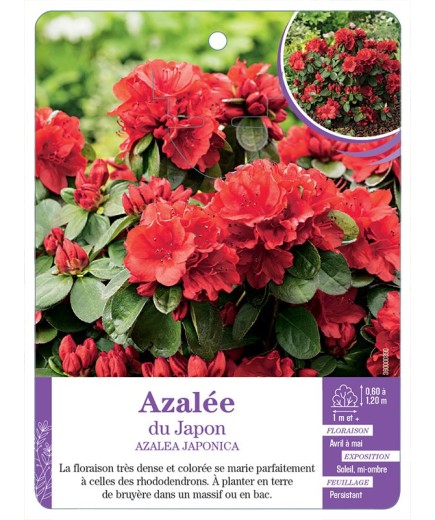 AZALEA JAPONICA voir Azalée du Japon (rouge) (*)