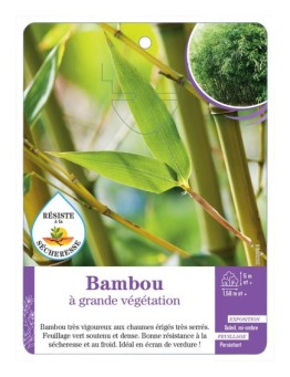 BAMBOU A GRANDE VEGETATION (*)