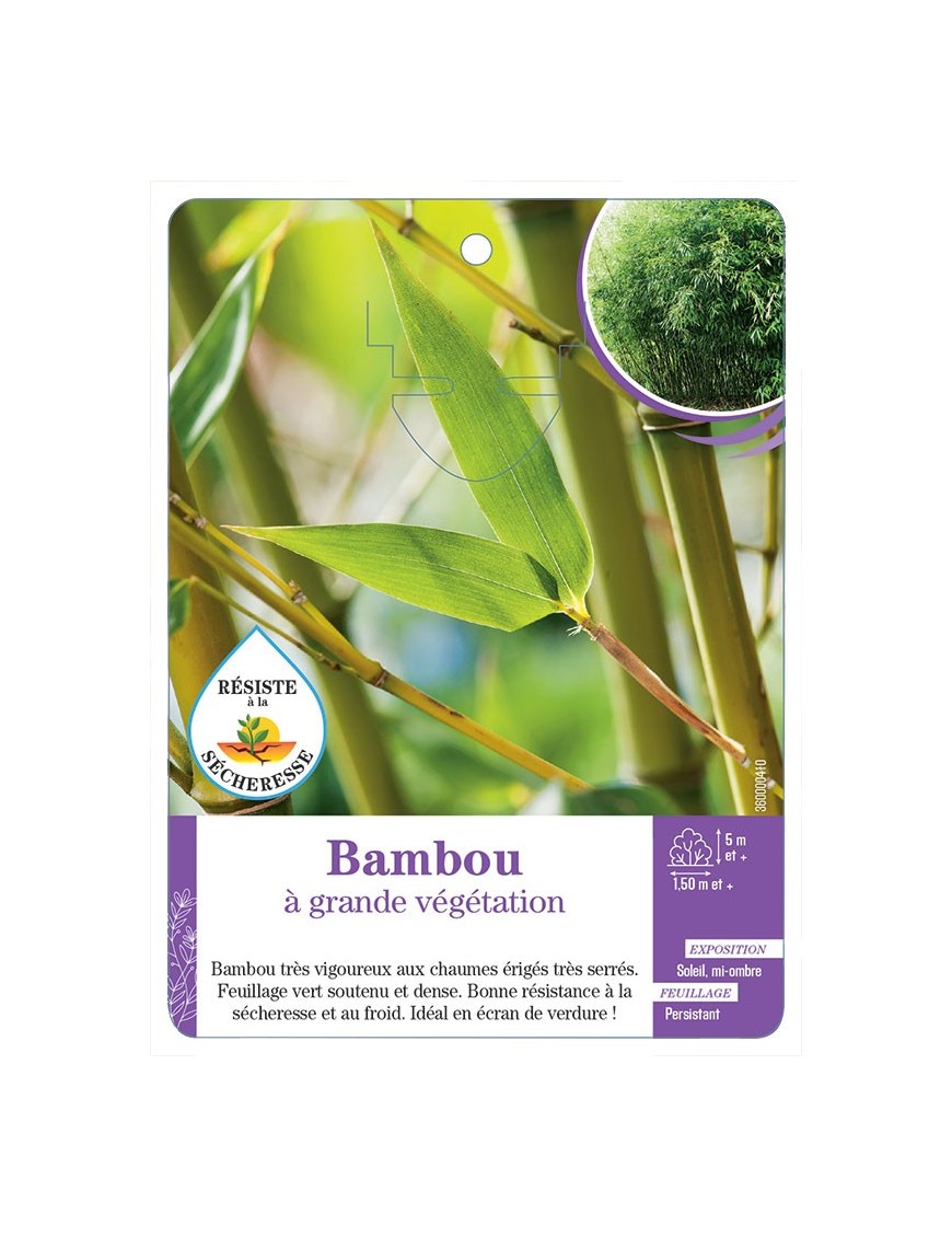 BAMBOU A GRANDE VEGETATION (*)