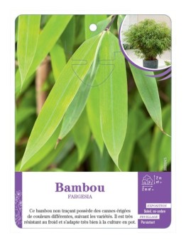 BAMBOU FARGESIA