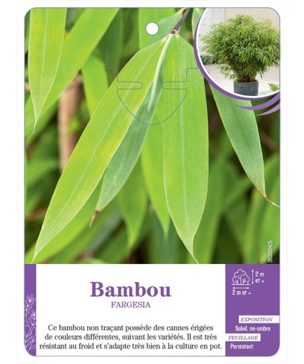 BAMBOU FARGESIA