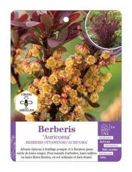 BERBERIS OTTAWENSIS AURICOMA (*)