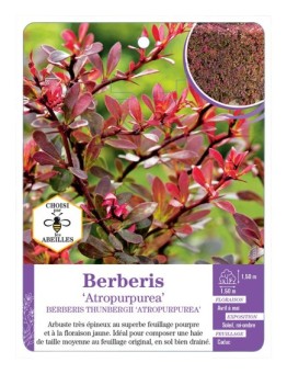 BERBERIS THUNBERGII ATROPURPUREA (*)