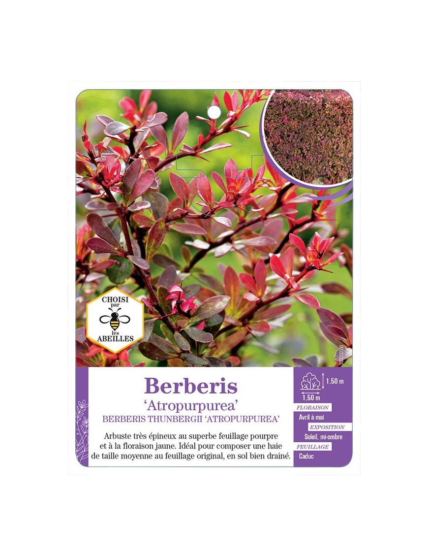 BERBERIS THUNBERGII ATROPURPUREA (*)