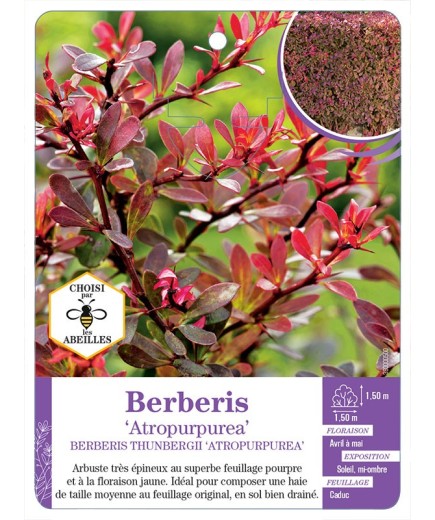 BERBERIS THUNBERGII ATROPURPUREA (*)