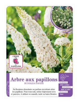 BUDDLEJA DAVIDII voir Arbre aux papillons (blanc)