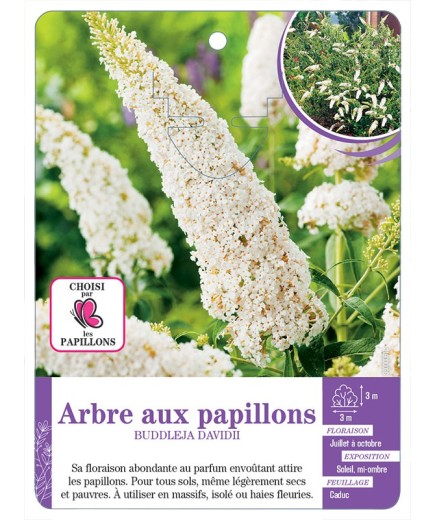 BUDDLEJA DAVIDII voir Arbre aux papillons (blanc)