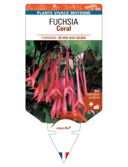FUCHSIA Coral