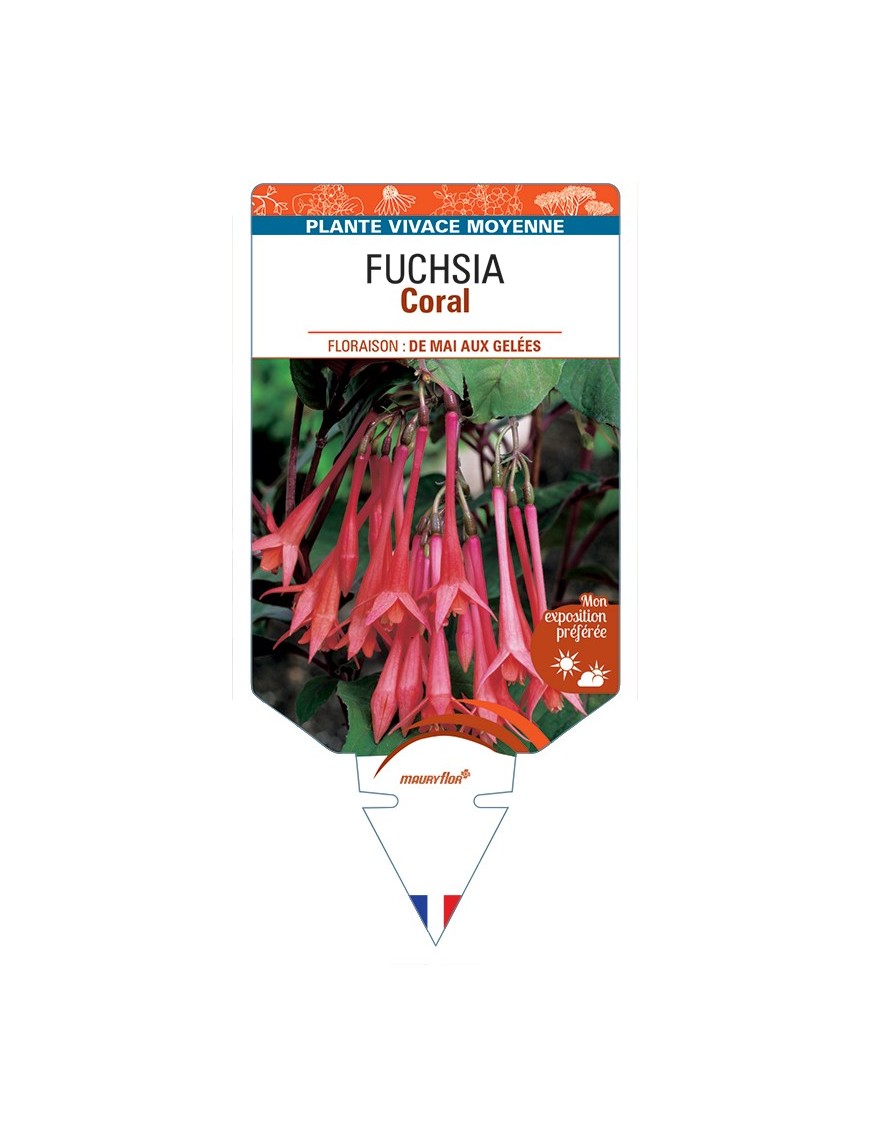 FUCHSIA Coral