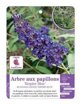 BUDDLEJA DAVIDII EMPIRE BLUE voir Arbre aux papillons