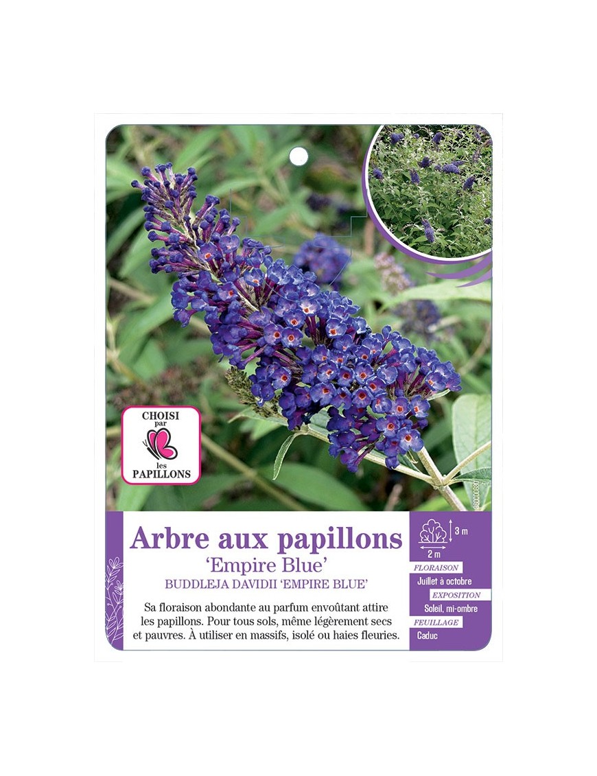 BUDDLEJA DAVIDII EMPIRE BLUE voir Arbre aux papillons