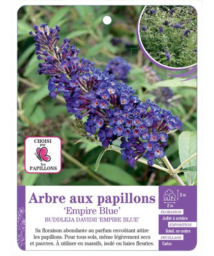 BUDDLEJA DAVIDII EMPIRE BLUE voir Arbre aux papillons