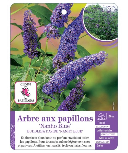 BUDDLEJA DAVIDII NANHO BLUE voir Arbre aux papillons