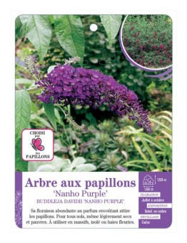 BUDDLEJA DAVIDII NANHO PURPLE voir Arbre aux papillons (*)
