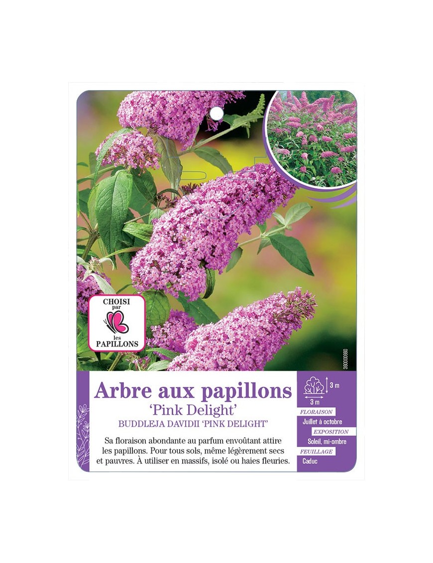 BUDDLEJA DAVIDII PINK DELIGHT voir Arbre aux papillons