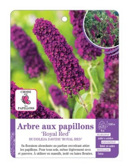 BUDDLEJA DAVIDII ROYAL RED voir Arbre aux papillons