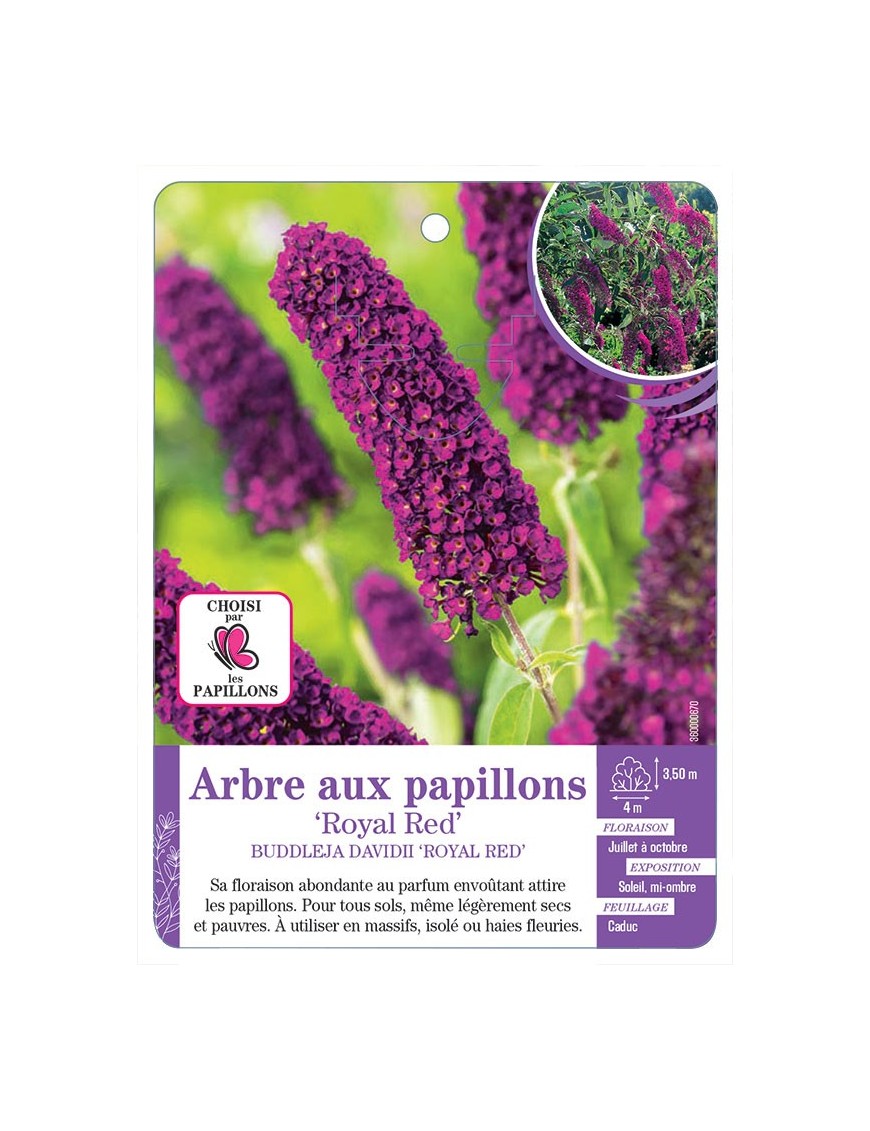BUDDLEJA DAVIDII ROYAL RED voir Arbre aux papillons