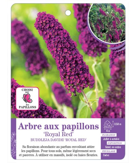 BUDDLEJA DAVIDII ROYAL RED voir Arbre aux papillons