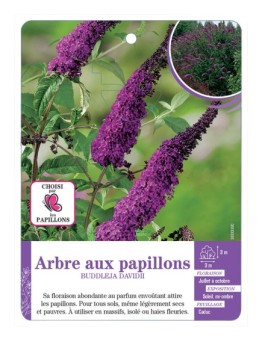 BUDDLEJA DAVIDII voir Arbre aux papillons (violet foncé)