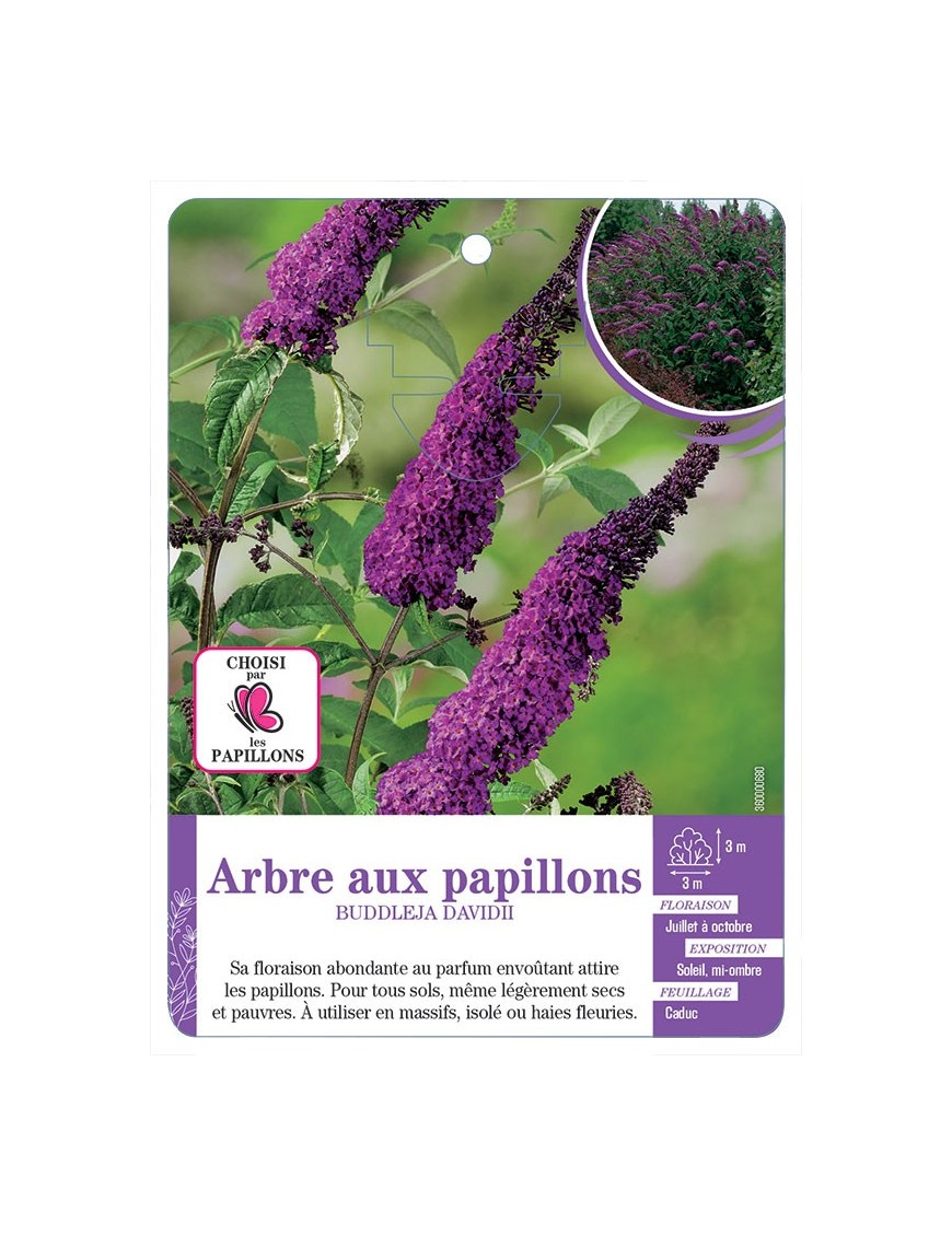 BUDDLEJA DAVIDII voir Arbre aux papillons (violet foncé)