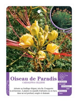 CAESALPINA GILLIESII voir Oiseau de Paradis (*)