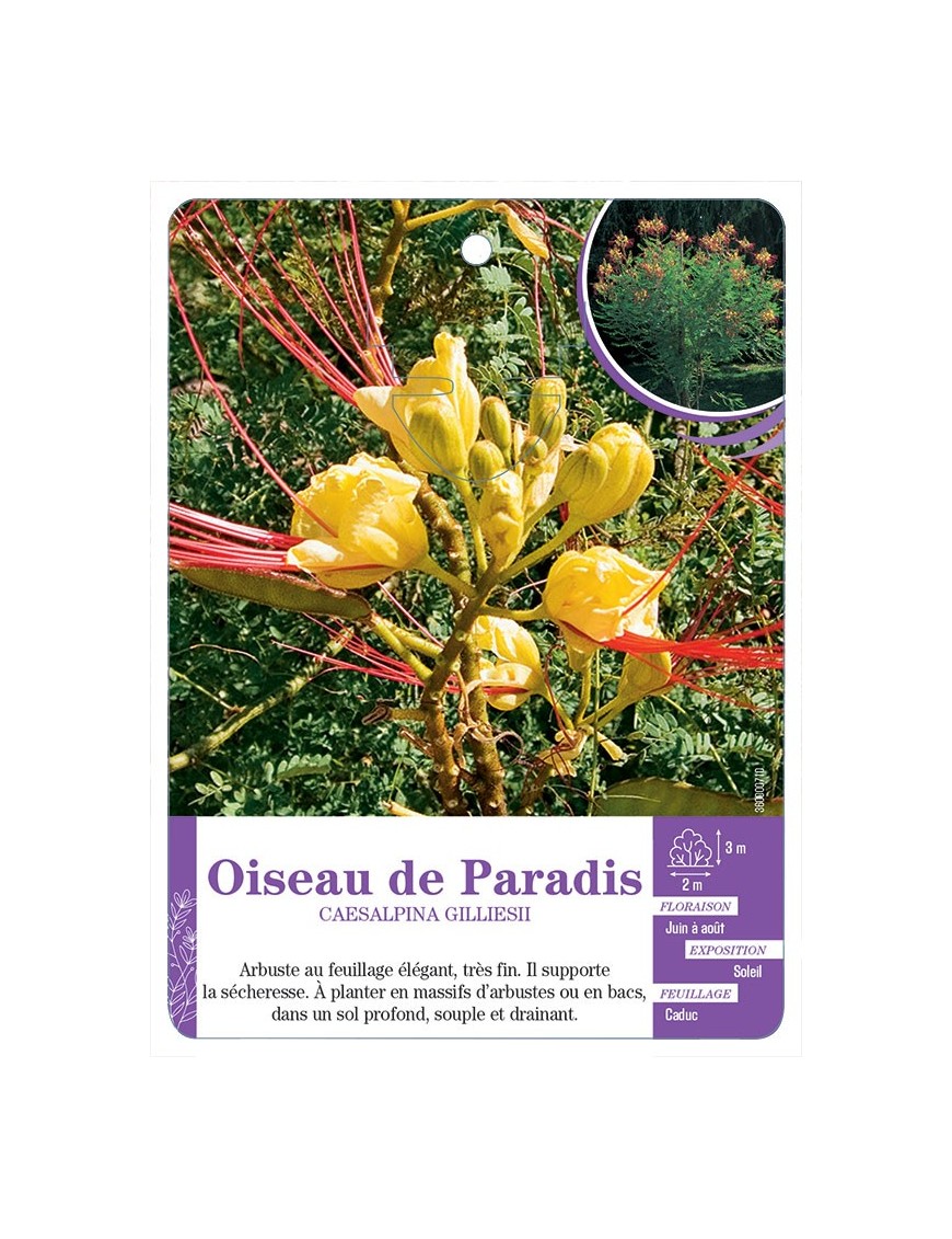 CAESALPINA GILLIESII voir Oiseau de Paradis (*)