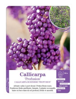 CALLICARPA BODINIERI PROFUSION