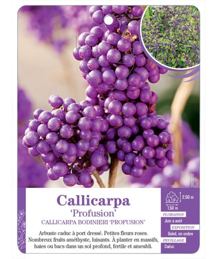 CALLICARPA BODINIERI PROFUSION