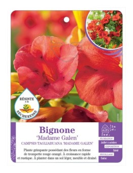 CAMPSIS X TAGLIABUANA MADAME GALEN voir Bignone