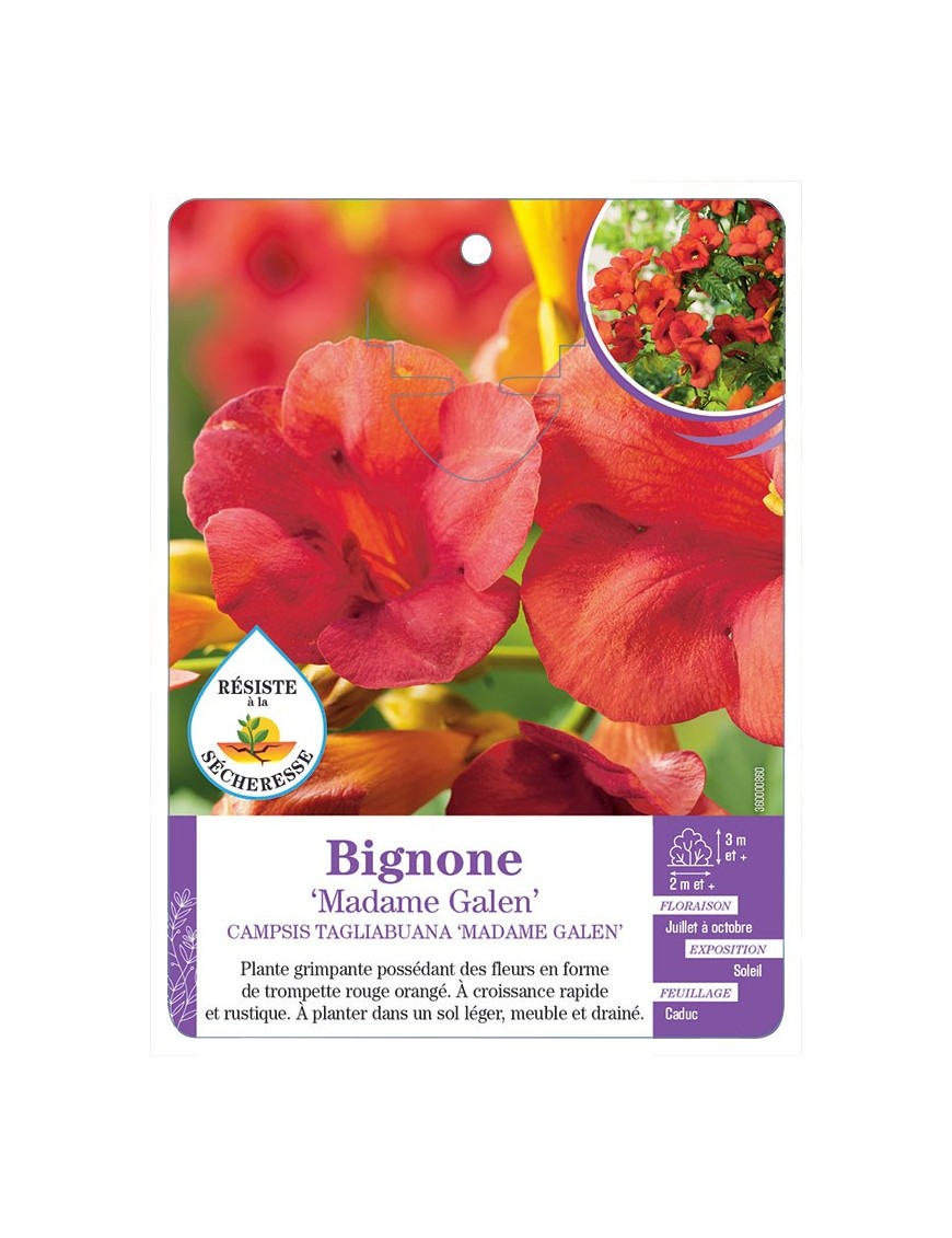 CAMPSIS X TAGLIABUANA MADAME GALEN voir Bignone