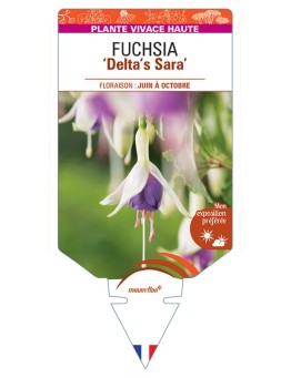 FUCHSIA Deltas Sara