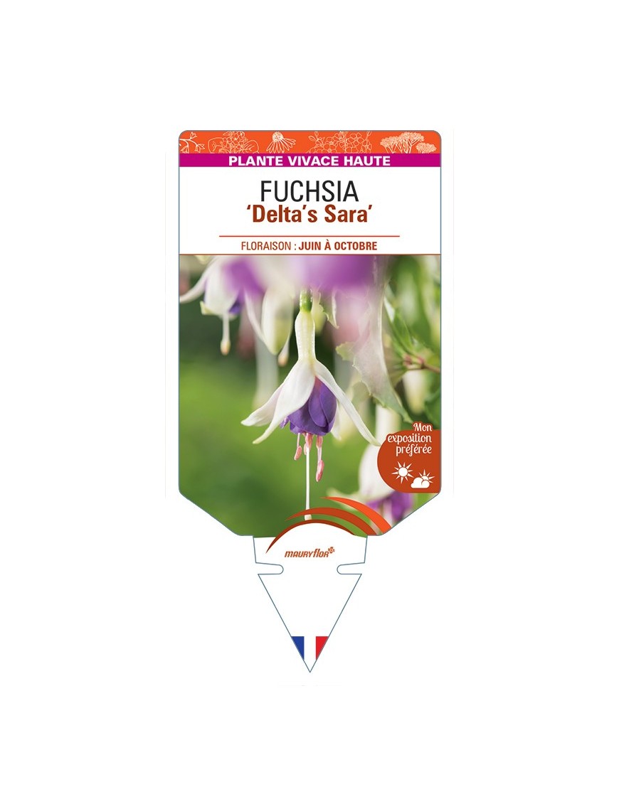 FUCHSIA Deltas Sara