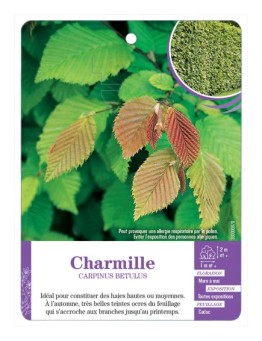CARPINUS BETULUS voir Charmille