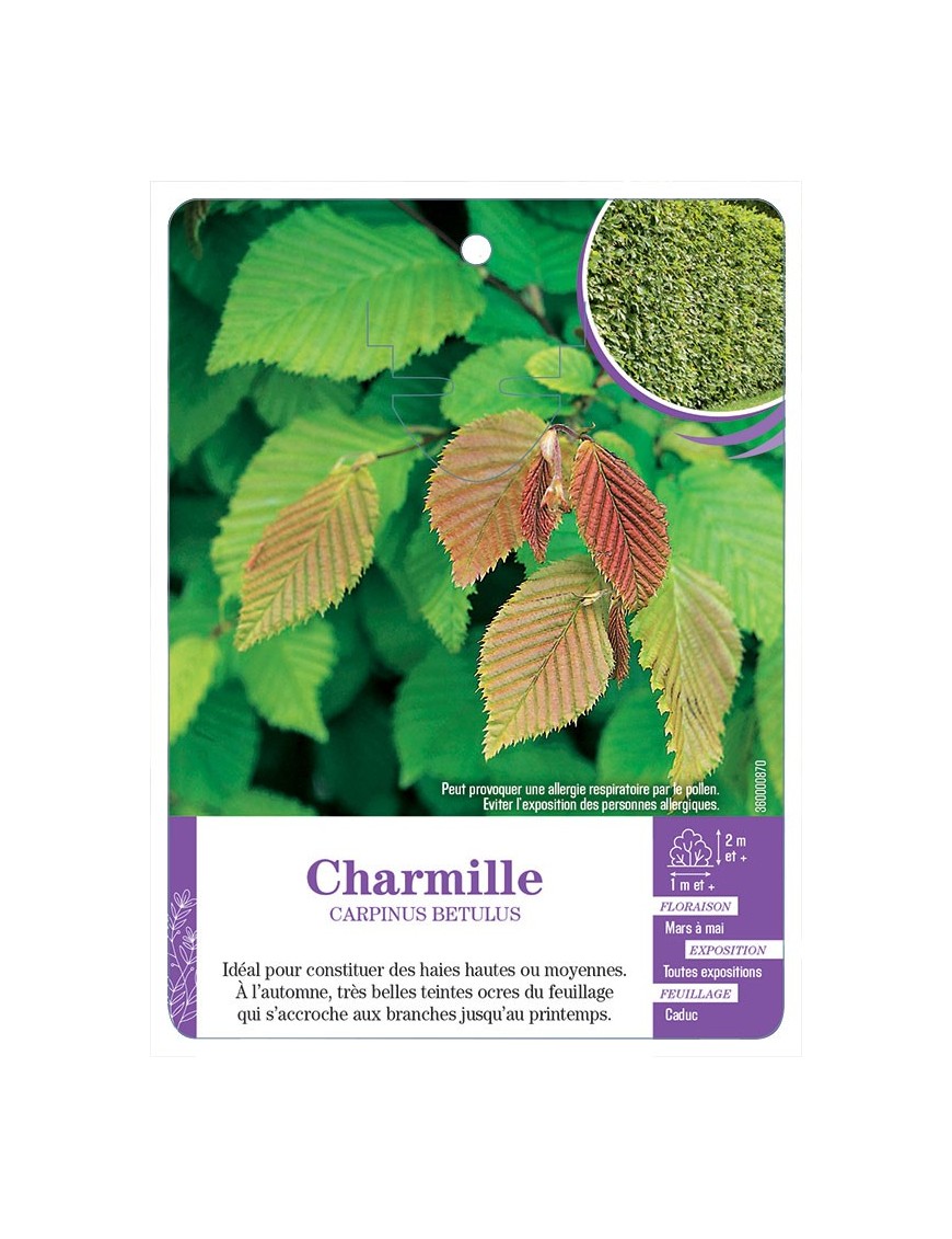 CARPINUS BETULUS voir Charmille