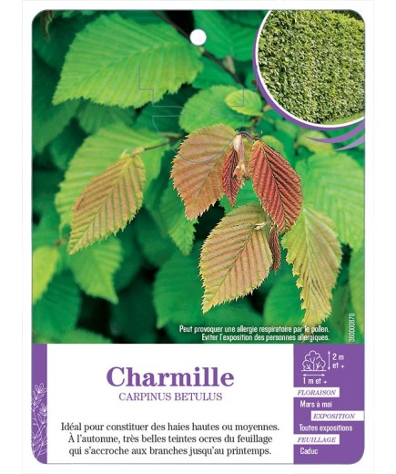 CARPINUS BETULUS voir Charmille