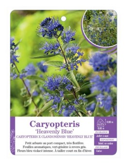 CARYOPTERIS X CLANDONENSIS HEAVENLY BLUE