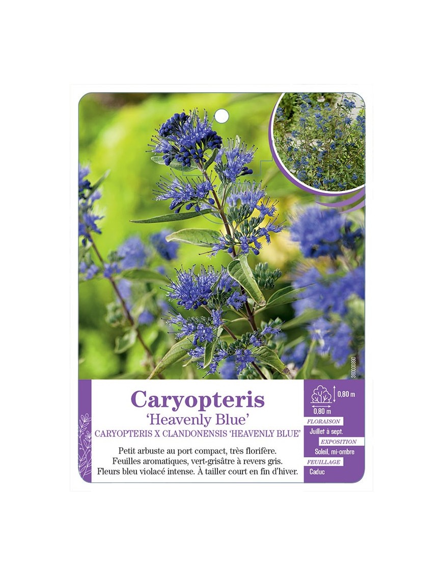 CARYOPTERIS X CLANDONENSIS HEAVENLY BLUE