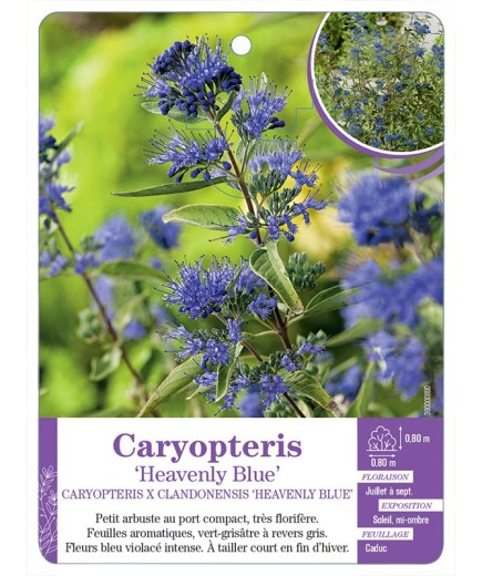 CARYOPTERIS X CLANDONENSIS HEAVENLY BLUE