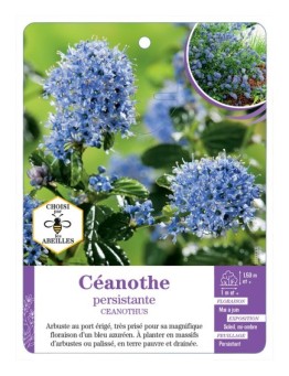 CEANOTHE PERSISTANTE