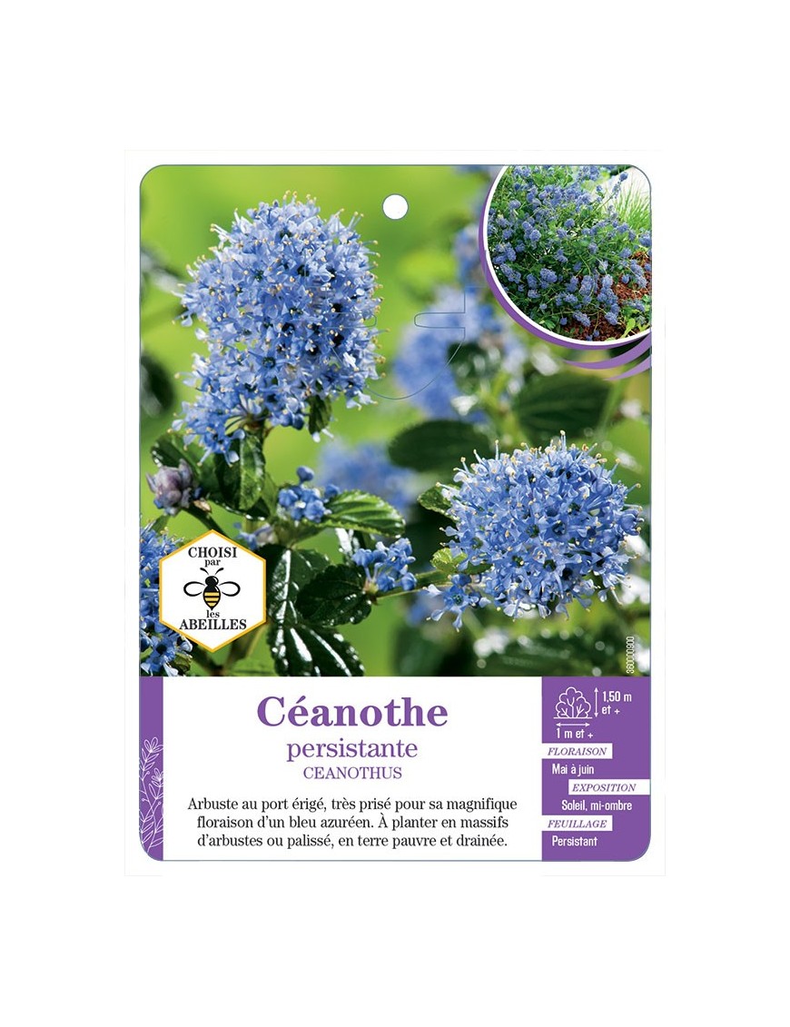 CEANOTHE PERSISTANTE